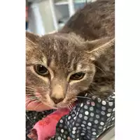 Foto dell\'animale gatto - Matr. 2024/1841 - Microchip 380260170343206