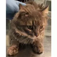 Foto dell\'animale gatto - Matr. 2024/1842 - Microchip 380260170343203