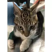 Foto dell\'animale gatto - Matr. 2024/1843 - Microchip 380260170343209