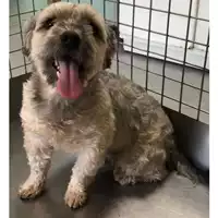 Foto dell\'animale cane - Matr. 2024/1844 - Microchip 380260160005317