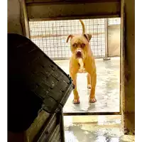 Foto dell\'animale cane - Matr. 2021/0822 - Microchip 380260101325272