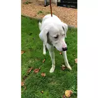Foto dell\'animale cane - Matr. 2024/1845 - Microchip 380260170343207