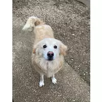 Foto dell\'animale cane - Matr. 2024/1482 - Microchip 380260044997585