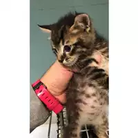 Foto dell\'animale gatto - Matr. 2024/1849 - Microchip 380260170343205