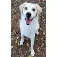 Foto dell\'animale cane - Matr. 2024/0111 - Microchip 380260044930005