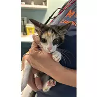 Foto dell\'animale gatto - Matr. 2024/1853 - Microchip 380260170343210