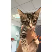 Foto dell\'animale gatto - Matr. 2024/1854 - Microchip 380260170343219