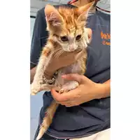 Foto dell\'animale gatto - Matr. 2024/1855 - Microchip 380260170343213
