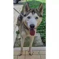 Foto dell\'animale cane - Matr. 2024/1856 - Microchip 380260170343211