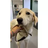 Foto dell\'animale cane - Matr. 2024/1859 - Microchip 380260044997677