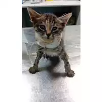 Foto dell\'animale gatto - Matr. 2024/1857 - Microchip 380260170343217