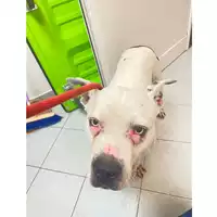 Foto dell\'animale cane - Matr. 2024/1861 - Microchip 380260043769931