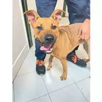 Foto dell\'animale cane - Matr. 2024/1866 - Microchip 380260102808816