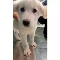 Foto dell\'animale cane - Matr. 2024/1867 - Microchip 380260170343313