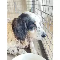 Foto dell\'animale cane - Matr. 2024/1869 - Microchip 380260002137939