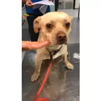 Foto dell\'animale cane - Matr. 2024/1870 - Microchip 380260170343312