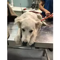 Foto dell\'animale cane - Matr. 2024/1871 - Microchip 380260170343318
