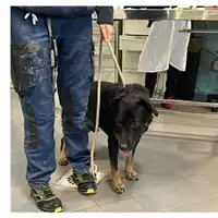Foto dell\'animale cane - Matr. 2024/1873 - Microchip 380260170343300