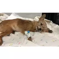 Foto dell\'animale cane - Matr. 2024/1874 - Microchip 380260170343306