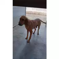 Foto dell\'animale cane - Matr. 2021/1261 - Microchip 380260043707273