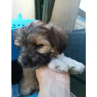 Foto dell\'animale cane - Matr. 2021/0827 - Microchip 380260044281305