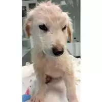 Foto dell\'animale cane - Matr. 2024/1878 - Microchip 380260170343180