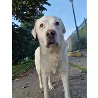 Foto dell\'animale cane - Matr. 2024/1879 - Microchip 380260100124407
