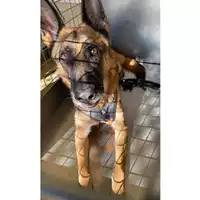 Foto dell\'animale cane - Matr. 2024/1882 - Microchip 380260170053475