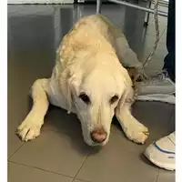 Foto dell\'animale cane - Matr. 2024/1881 - Microchip 380260000627241