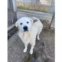 Foto dell\'animale cane - Matr. 2024/1886 - Microchip 380260170343183