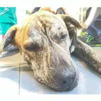 Foto dell\'animale cane - Matr. 2024/1889 - Microchip 380260170343184
