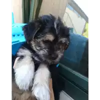 Foto dell\'animale cane - Matr. 2021/0828 - Microchip 380260044279157