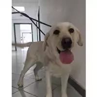 Foto dell\'animale cane - Matr. 2024/1891 - Microchip 380260102387158