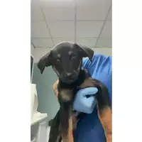 Foto dell\'animale cane - Matr. 2024/1894 - Microchip 380260170343195