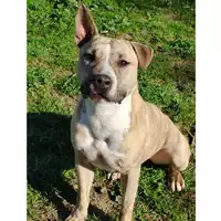 Foto dell\'animale cane - Matr. 2024/0924 - Microchip 380260044980033
