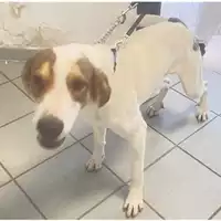Foto dell\'animale cane - Matr. 2024/0544 - Microchip 380260044997788