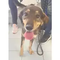 Foto dell\'animale cane - Matr. 2024/0542 - Microchip 380260044997873