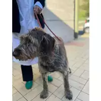 Foto dell\'animale cane - Matr. 2024/1896 - Microchip 380260040347404