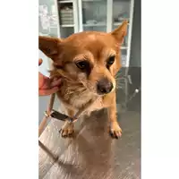 Foto dell\'animale cane - Matr. 2024/1900 - Microchip 380260042713177