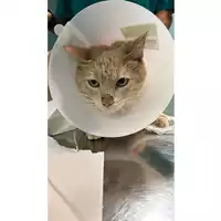 Foto dell\'animale gatto - Matr. 2024/1901 - Microchip 380260170343193
