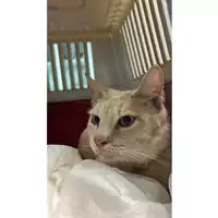 Foto dell\'animale gatto - Matr. 2024/1902 - Microchip 380260170343196
