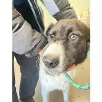 Foto dell\'animale cane - Matr. 2024/0088 - Microchip 380260044750204
