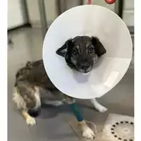 Foto dell\'animale cane - Matr. 2024/1898 - Microchip 380260170343186