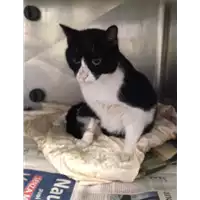 Foto dell\'animale gatto - Matr. 2017/0661 - Microchip 380260042880493