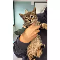 Foto dell\'animale gatto - Matr. 2024/1903 - Microchip 380260170343185