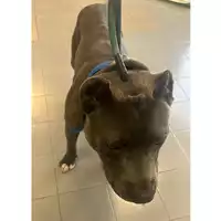 Foto dell\'animale cane - Matr. 2024/0869 - Microchip 380260171041807