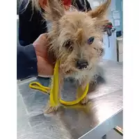 Foto dell\'animale cane - Matr. 2024/1906 - Microchip 380260170343187