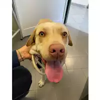 Foto dell\'animale cane - Matr. 2024/1907 - Microchip 380260102573805