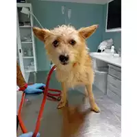 Foto dell\'animale cane - Matr. 2024/1911 - Microchip 380260170343190