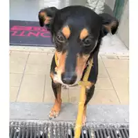 Foto dell\'animale cane - Matr. 2019/0685 - Microchip 380260043870470